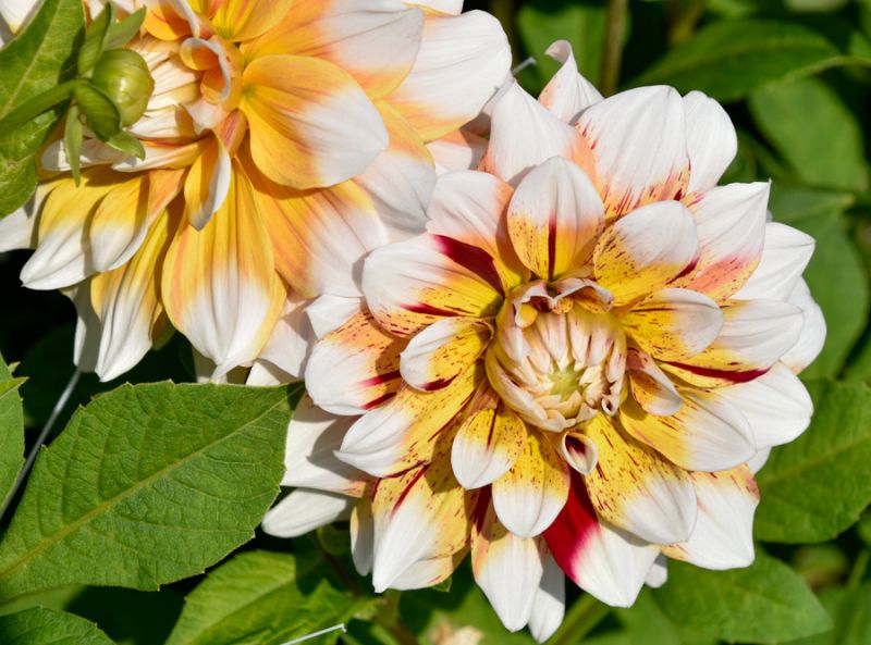 Dahlienfee für Dahlienknollen